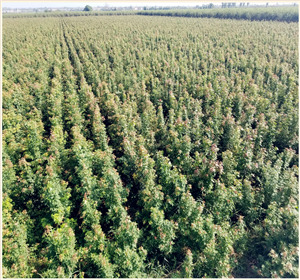 陕西元宝枫苗价格为什么会存在差异